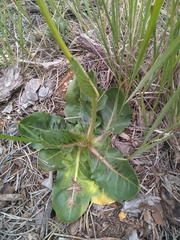 Hypochaeris maculata