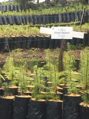 Abies hickelii