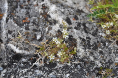 Minuartia rostrata