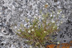 Minuartia rostrata