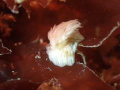 Actinothoe sphyrodeta