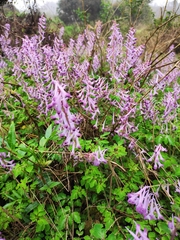 Corydalis sheareri