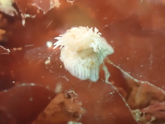 Actinothoe sphyrodeta