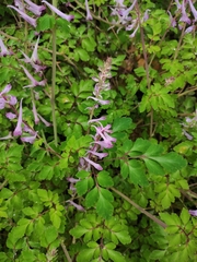 Corydalis sheareri