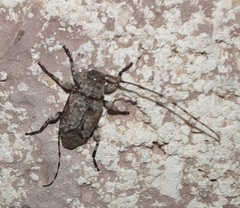 Sternidius mimeticus