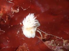 Actinothoe sphyrodeta