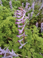 Corydalis sheareri