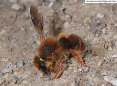 Megachile desertorum