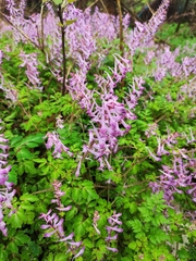 Corydalis sheareri