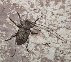 Sternidius mimeticus