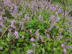 Corydalis sheareri