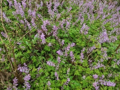 Corydalis sheareri
