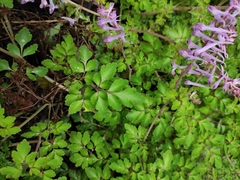 Corydalis sheareri