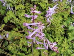 Corydalis sheareri