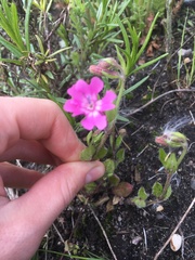 Silene dioica