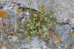 Minuartia rostrata