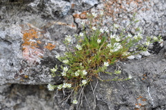Minuartia rostrata