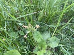 Primula veris