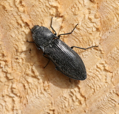 Paraphotistus impressus