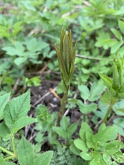 Lysimachia vulgaris