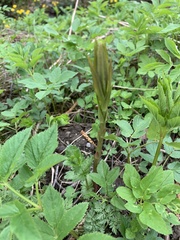 Lysimachia vulgaris
