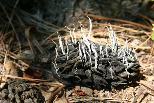 Magnolia-cone Xylaria