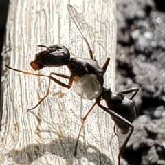 Myrmecothea myrmecoides