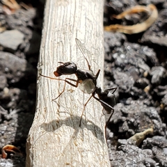 Myrmecothea myrmecoides