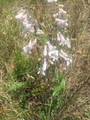 Penstemon arkansanus