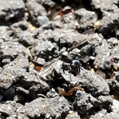 Myrmecothea myrmecoides