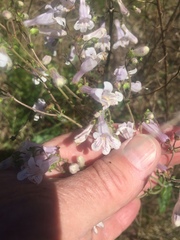Penstemon arkansanus