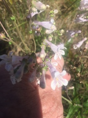 Penstemon arkansanus