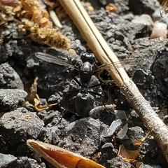 Myrmecothea myrmecoides