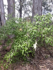 Pyrus bourgaeana