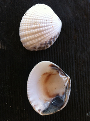 Gafrarium pectinatum