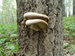 Pleurotus calyptratus