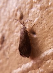 Cryptothelea nigrita