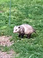Didelphis virginiana