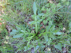 Heptaptera triquetra