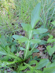 Heptaptera triquetra