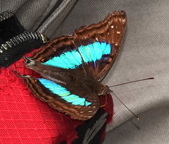 Doxocopa laurentia cherubina