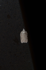 Acleris maximana