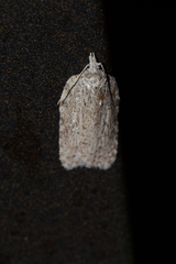Acleris maximana