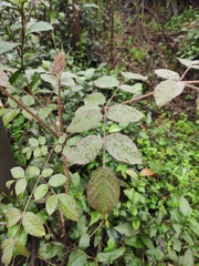 Aralia chinensis