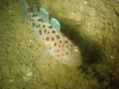 Thorogobius ephippiatus