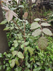 Aralia chinensis