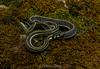 Yellow-throated Garter Snake - Photo (c) Cristian Olvera, some rights reserved (CC BY-NC-ND), uploaded by Cristian Olvera