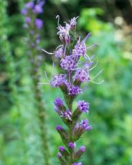 Liatris spicata