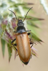 Megischia curvipes
