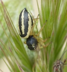 Heliophanus melinus